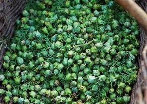 柏树籽怎么做枕头视频,柏树籽枕头的制作方法与养生功效揭秘