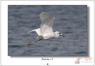 游隼捕猎白鹭视频,游隼捕猎白鹭惊心动魄瞬间