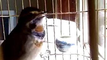 蓝靛颏叫声视频,揭秘鸟类语言的魅力