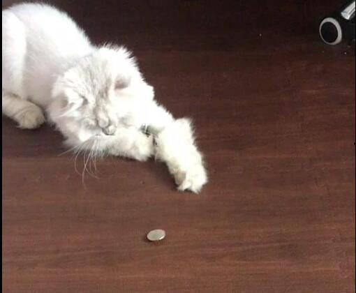 绕硬币猫咪视频