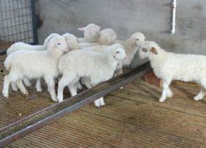 科技苑湖羊养殖视频,高效养殖技术揭秘