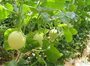 露天香瓜种植技术视频,露天香瓜种植技术要点解析